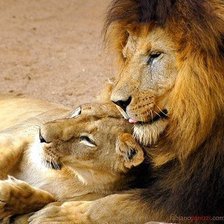 Схема вышивки «львы»