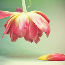 Схема вышивки «№488304»