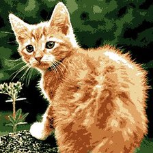 Рыжий кот
