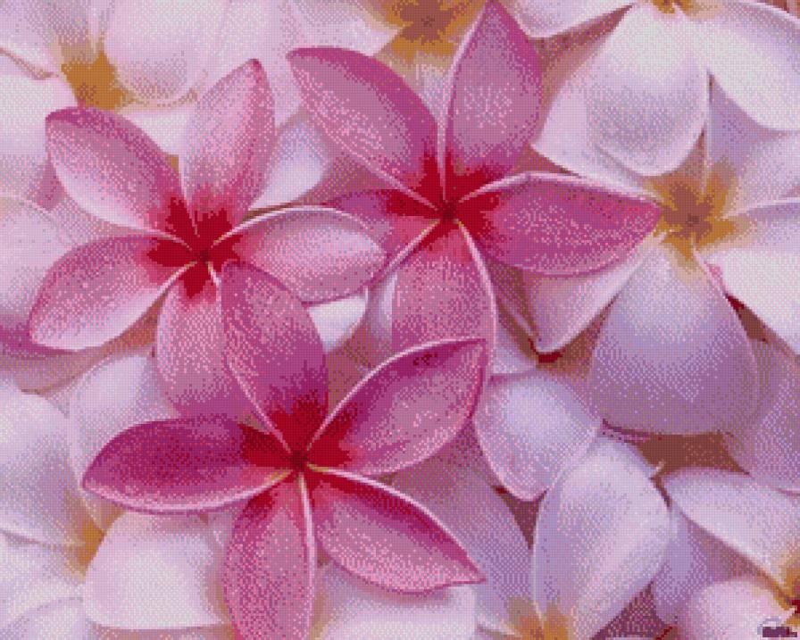 Плюмерия - цветы - предпросмотр