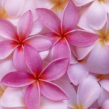 Схема вышивки «Плюмерия»