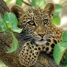 Схема вышивки «взгляд маленького хищника»