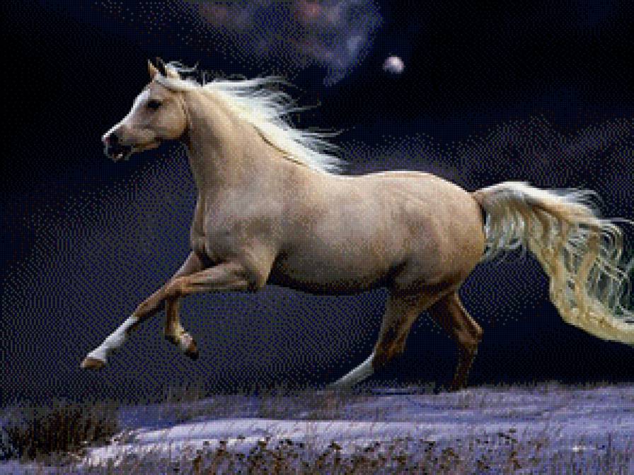 №488827 - ночь, лошадь, скачки - предпросмотр