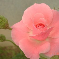 Схема вышивки «роза»