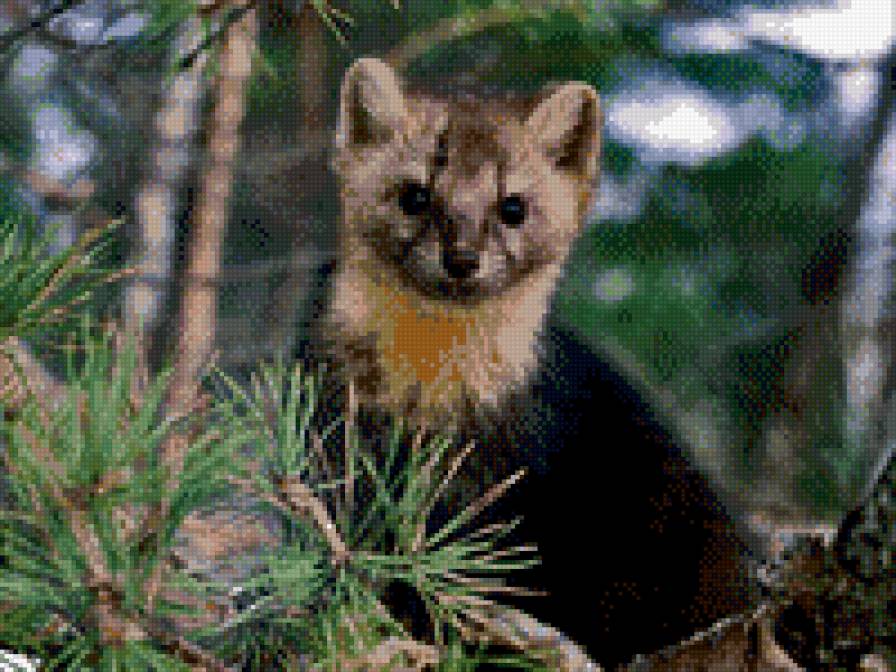 соболь - предпросмотр