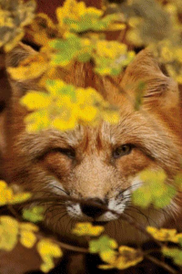 №489018 - животные, осень, лисы - предпросмотр