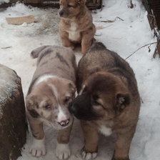 Схема вышивки «щенки»