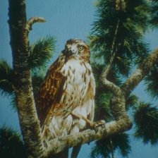 Схема вышивки «хищник»