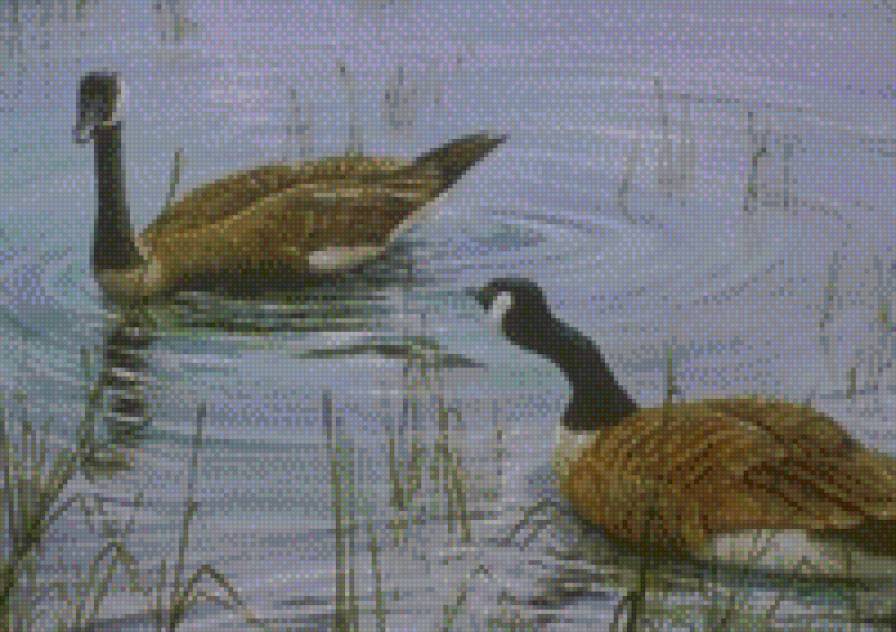 птахи - предпросмотр