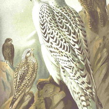 Схема вышивки «кречет»