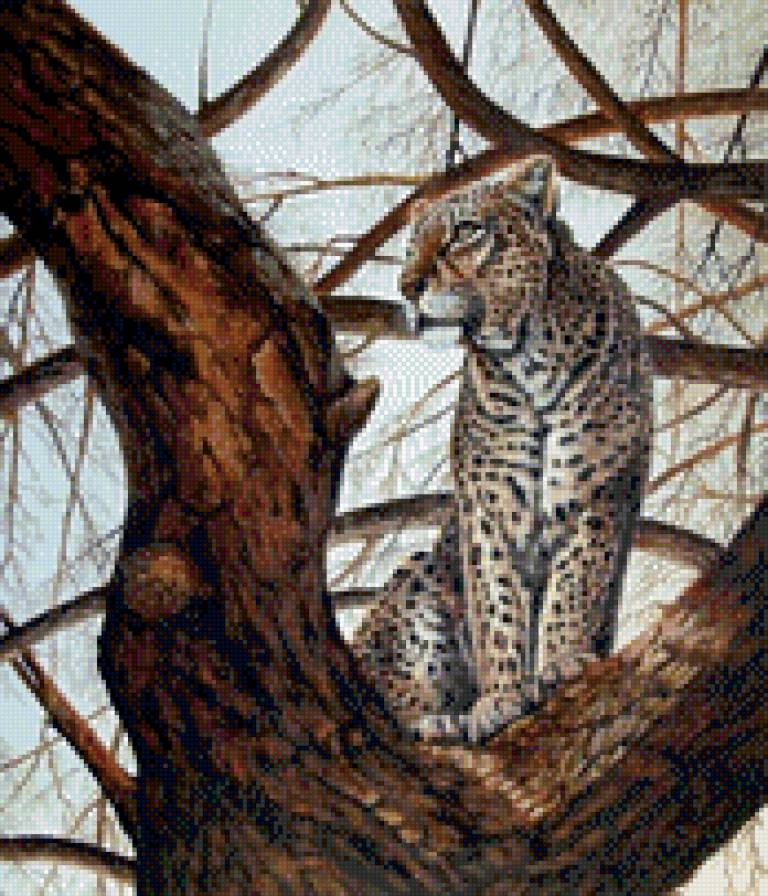 дикая кошечка - предпросмотр