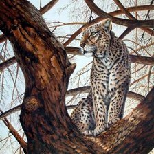 дикая кошечка