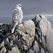 Схема вышивки «кречет»