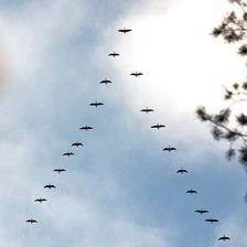 Схема вышивки «Гуси-лебеди»