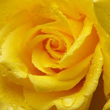 Схема вышивки «роза 1из4 (2)»