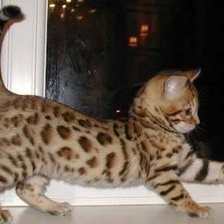 Схема вышивки «Котенок»