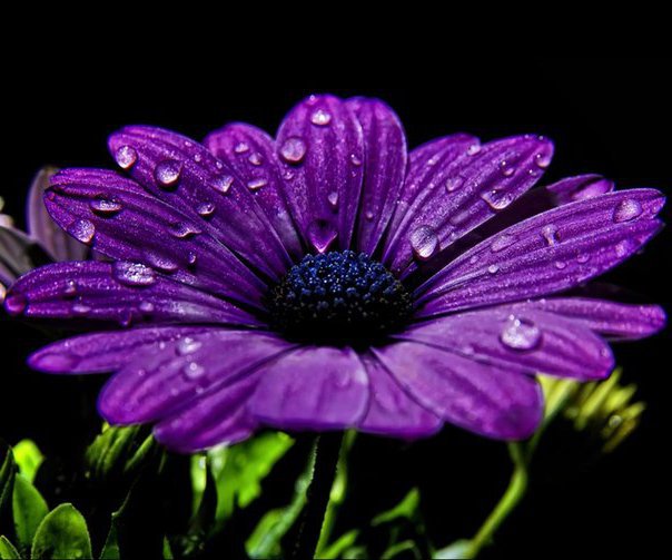 Фиолетовая гербера - гербера, на черном, цветок - оригинал