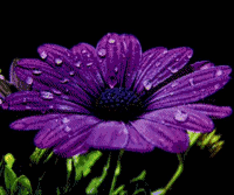 Фиолетовая гербера - гербера, цветок, на черном - предпросмотр