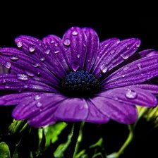 Схема вышивки «Фиолетовая гербера»