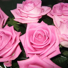 Схема вышивки «Розы»