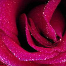 Схема вышивки «Роза»