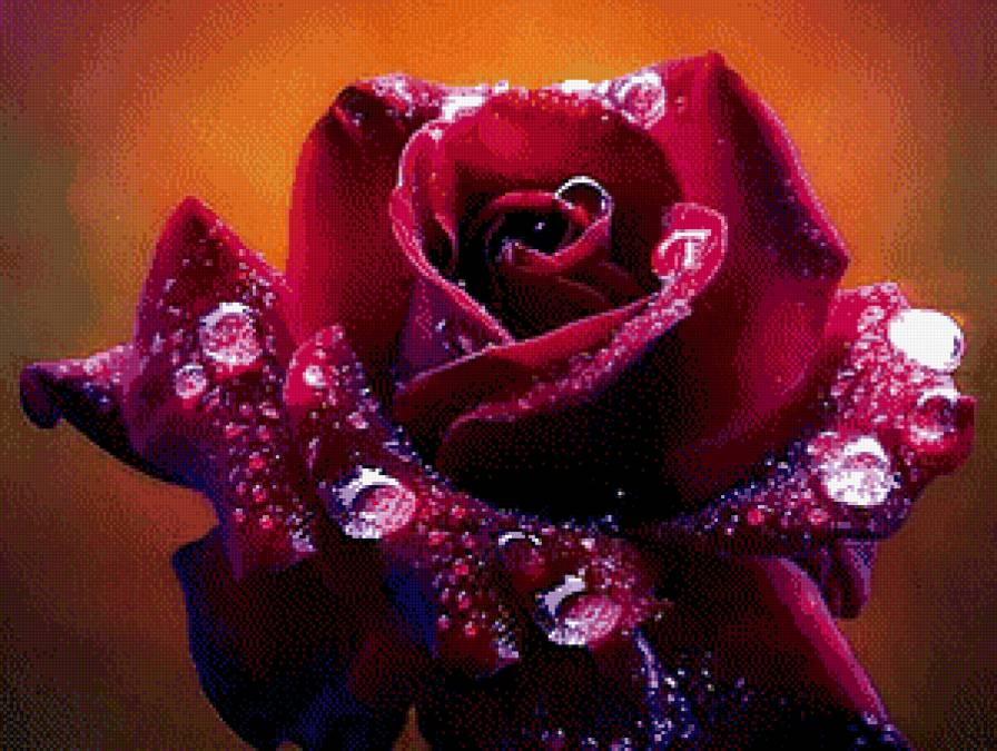 роза и роса - капля, цветы, вода - предпросмотр