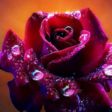 Схема вышивки «роза и роса»