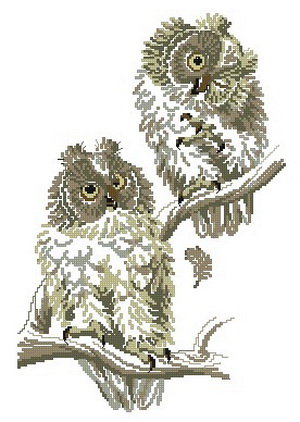 Совушки - птицы, сова - оригинал