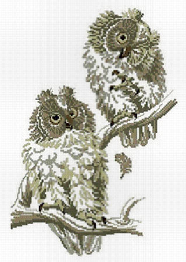 Совушки - сова, птицы - предпросмотр