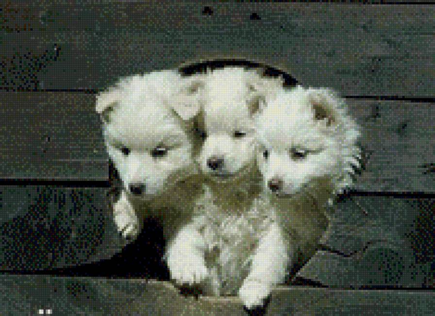 милашки - собачки - предпросмотр