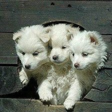 Схема вышивки «милашки»