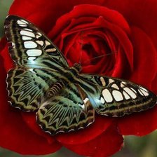 Схема вышивки «№490441»