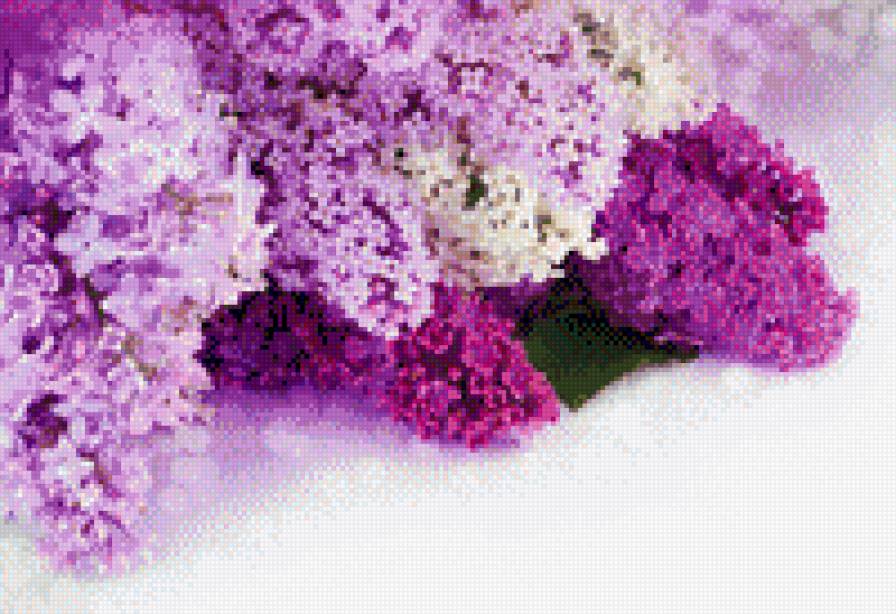 SIREN - предпросмотр