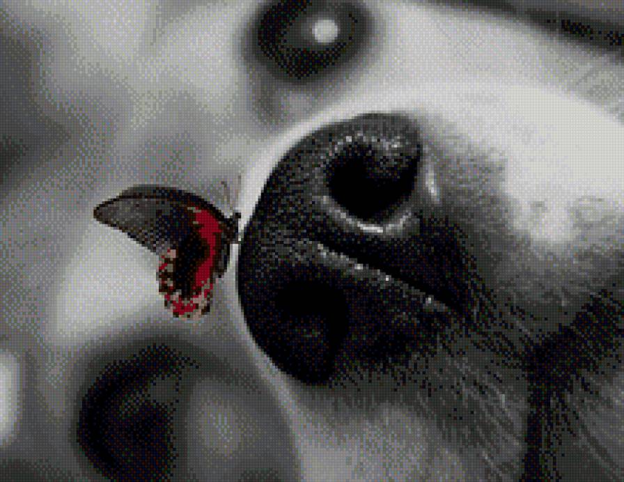 Носик - бабочка, черно-белое, собака - предпросмотр