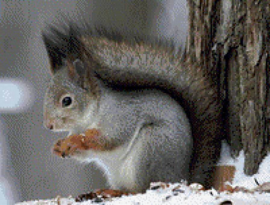 Белочка - животные, белки - предпросмотр