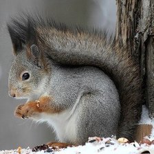 Схема вышивки «Белочка»