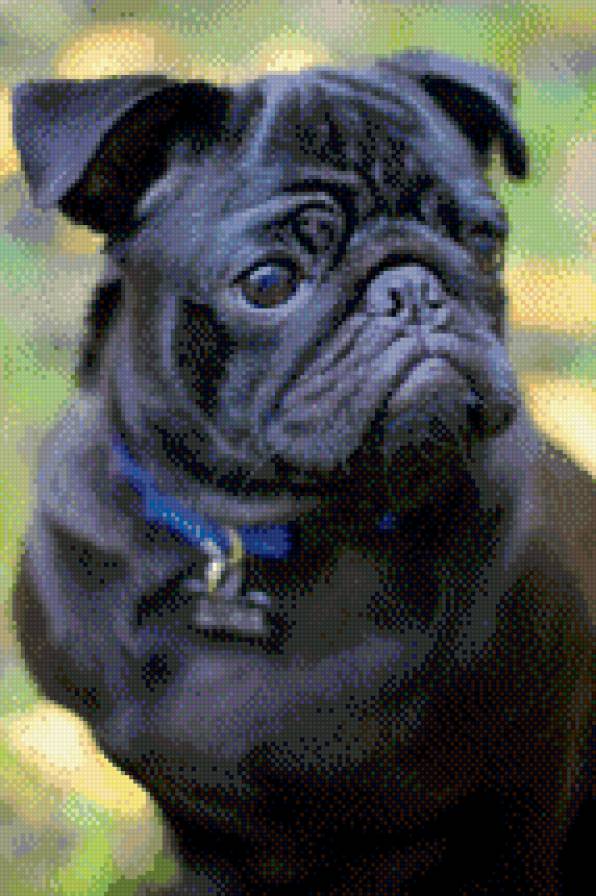 Доня - мопс, собака - предпросмотр