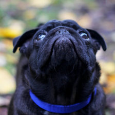 Схема вышивки «Донька»