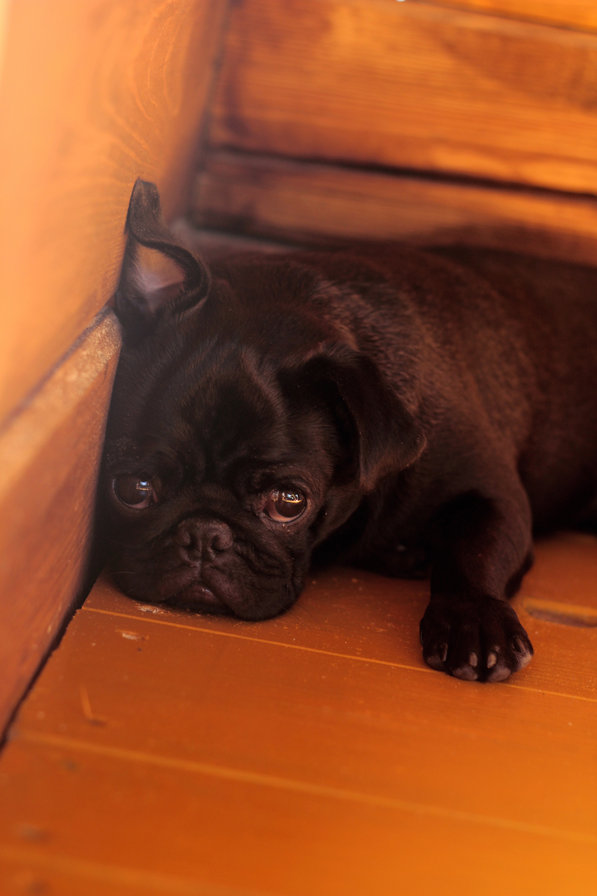 Донека - собака, мопс - оригинал