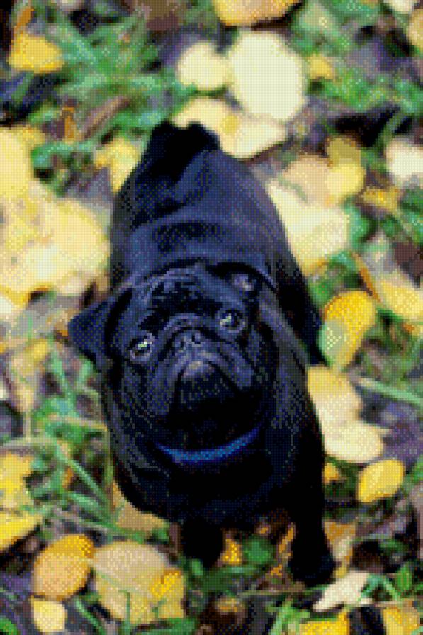 Доньча - мопс, собака - предпросмотр