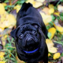 Схема вышивки «Доньча»