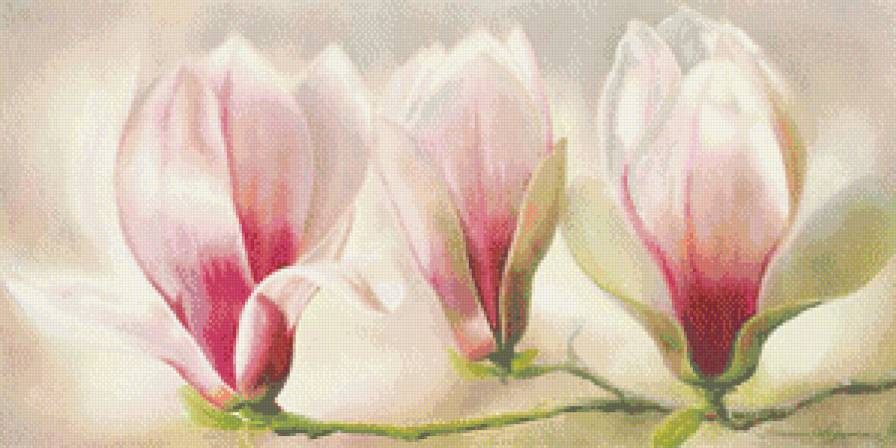 Магнолия - магнолия, цветы - предпросмотр