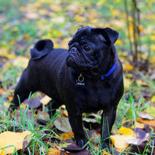 Схема вышивки «гусенок»