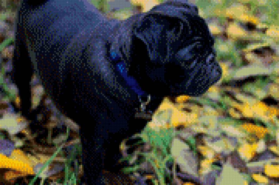 дон - мопс, собака - предпросмотр