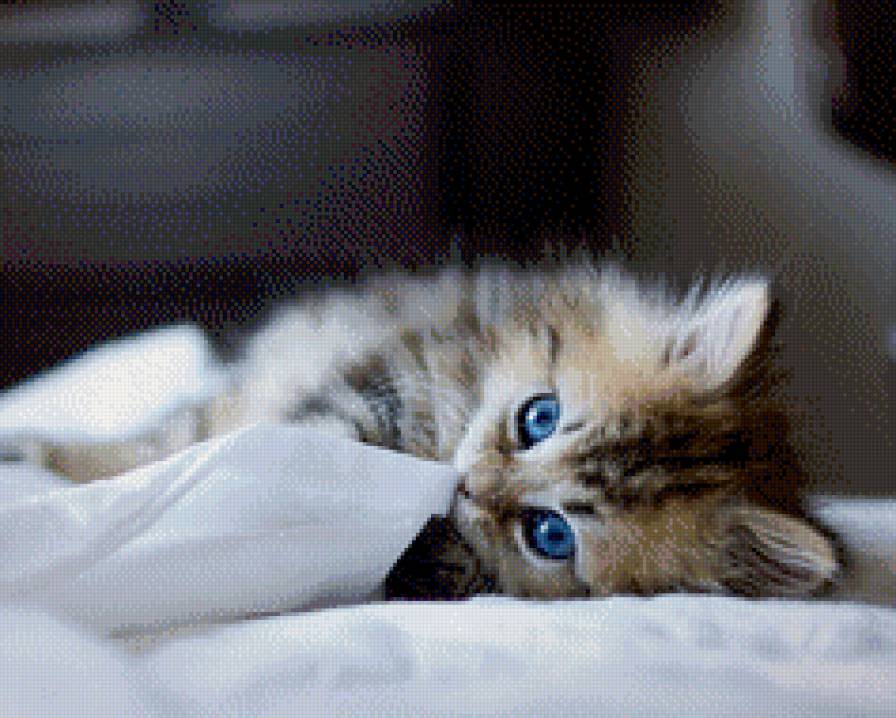 Котенок - котенок, кот, глаза - предпросмотр