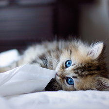 Схема вышивки «Котенок»