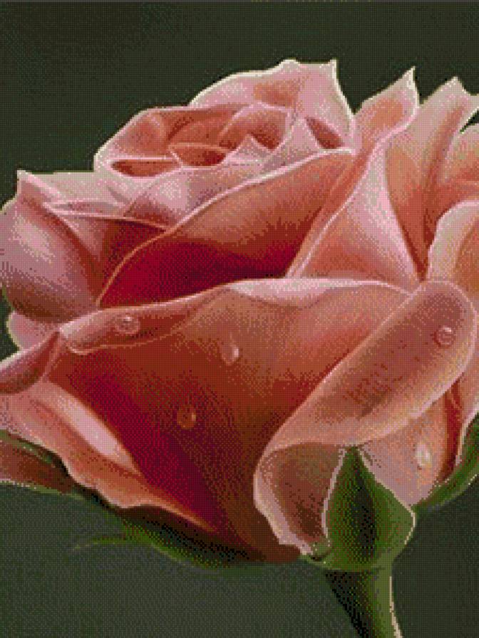 роза - предпросмотр