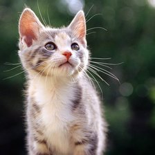 Схема вышивки «Котик»