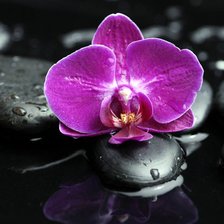 Схема вышивки «орхидея 3»