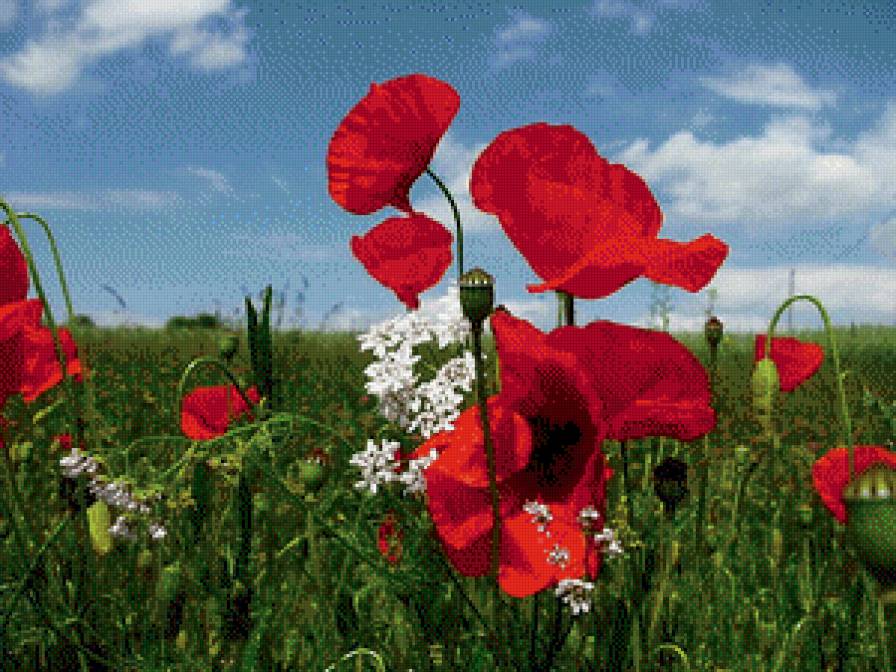 Маки - поле, маки, цветы, небо - предпросмотр